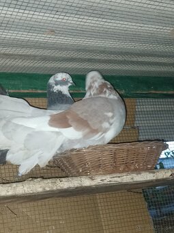 Holuby paviky strakate - 2