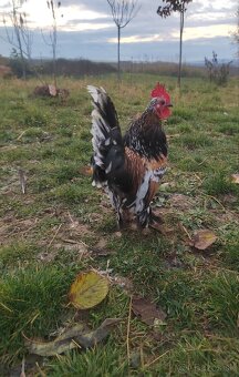 Kohút Millefleur (Mille Fleur d'Uccle)
 - 2