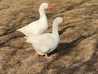 Slovenská hus biela gunár - 2