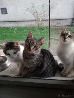 Darujem mačičky - 2