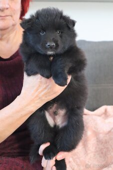 Belgický ovčiak groenendael FCI s PP po šampiónoch - 2