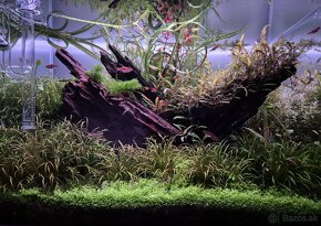 NEDOSTUPNA - Akvarijni rostlina Micranthemum Monte Carlo - 2