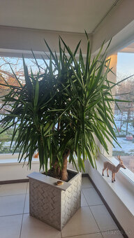 Neodolateľná JUKA - 2