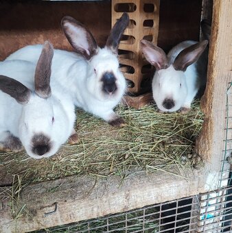 Kalifornsky biely králik - 2