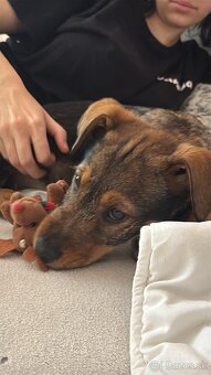 Predám šteniatko - 2