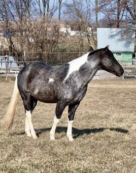 APH APHA PAINT HORSE ŽREBEC pripúšťanie - 2