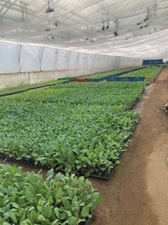 Široký výber sadeníc pre trhovníkov -Planty - 2