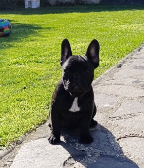 Francúzsky buldoček s PP/French bulldog - 2