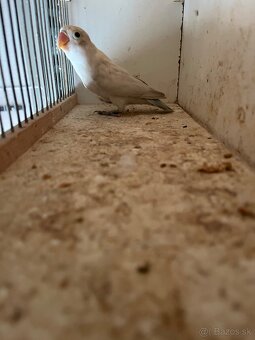 Agapornis fisher - 2