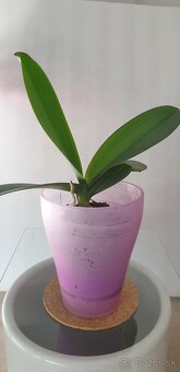 Orchidea - 2