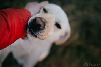 Labrador - 2