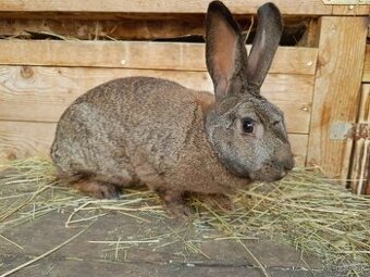 Samica mix hyla 1 rok - 2