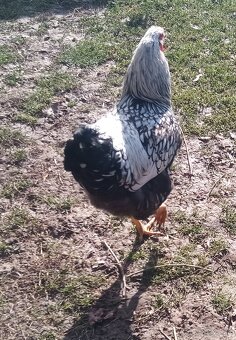 Predám kohútov - 2