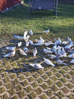 Poštové holuby - 2