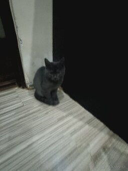 Britske maciatka - 2