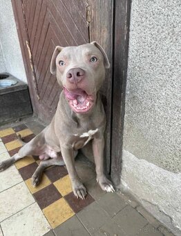 Americký pitbulterier - 2