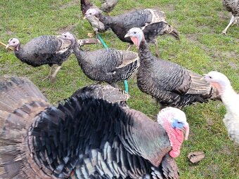 Morky mladé tohtoročné 2025 - 2