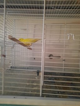 Predám kanariky samčekov žlte - 2