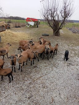 Predám kamerunske ovce - 2