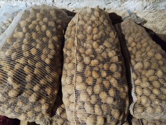 Sadbové zemiaky - 2