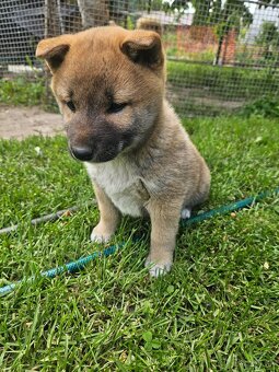 Shiba inu - 2