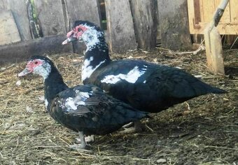 Pižmová kačica - ročný chovný pár. - 2