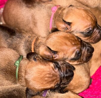 Rhodesian Ridgeback s preukazom pôvodu - 2