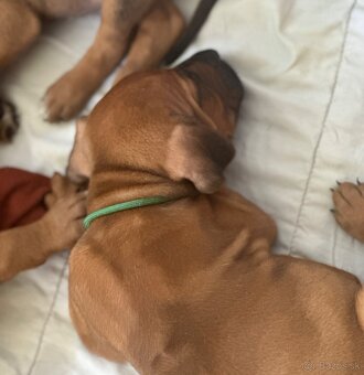 Rhodesian Ridgeback s pp - 2