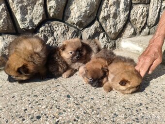 Pomeranian špic oranžovy šteňatá k odberu ihneď. - 2