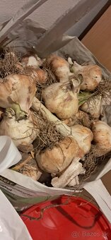 Predam cesnak - 2
