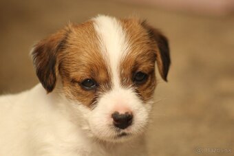 Jack Russell teriér s PP - 2