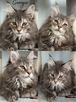 S PP Mainská Myvalia Maine Coon - 2
