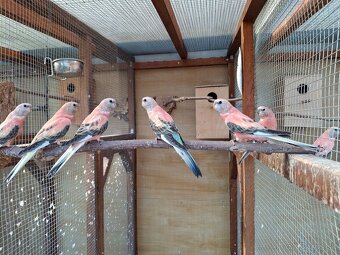 Neofema bourkova - 2