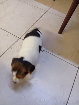 Jack Russell - 2