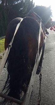 Predám-vymením Žrebca ovláda lesné práce - 2