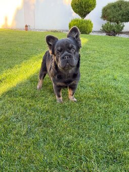 Francuzsky buldoček fluffy big rope fenka a psík - 2