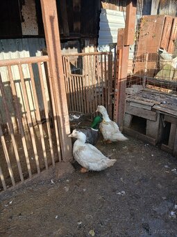 Predam činske kački a kačura - 2