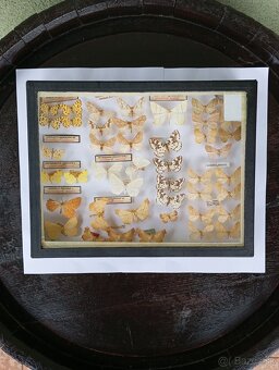 Krásna zbierka Motýľov 2 - 2