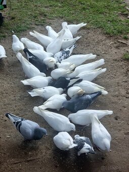 BIELE POŠTOVÉ HOLUBY - 2