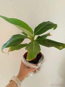 Bananovnik Dwarf Cavendish - 2