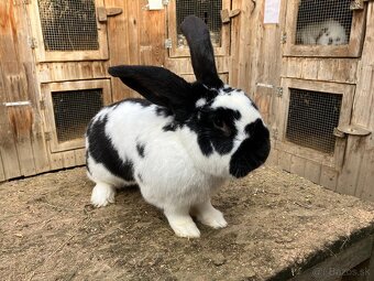 Nemecký obrovitý strakáč - 2