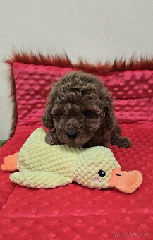 Šteniatka Pudlik, pudel toy - 2