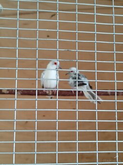 Holúbky diamantové - 2