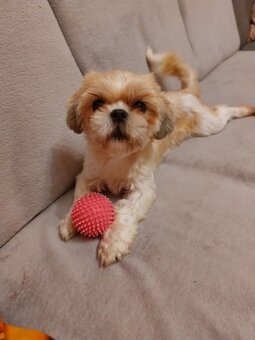 Shih-tzu - 2