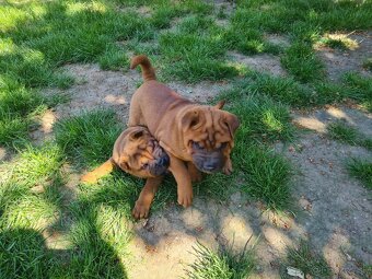 ▶️ SHAR-PEI - 2
