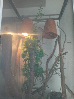 Phelsuma madagaskarska - 2