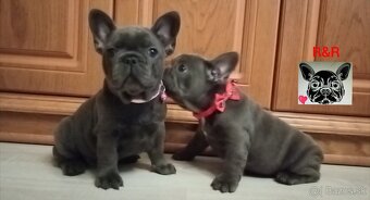 Francúzský buldoček modrý - French bulldog blue - 2