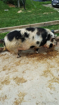 Predám prasatá Kune Kune - 2