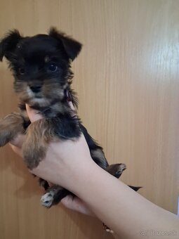 Jorkšír fenka Jablunkov ČR - 2