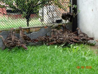 Bažant Eliotov, 1.1 - 2